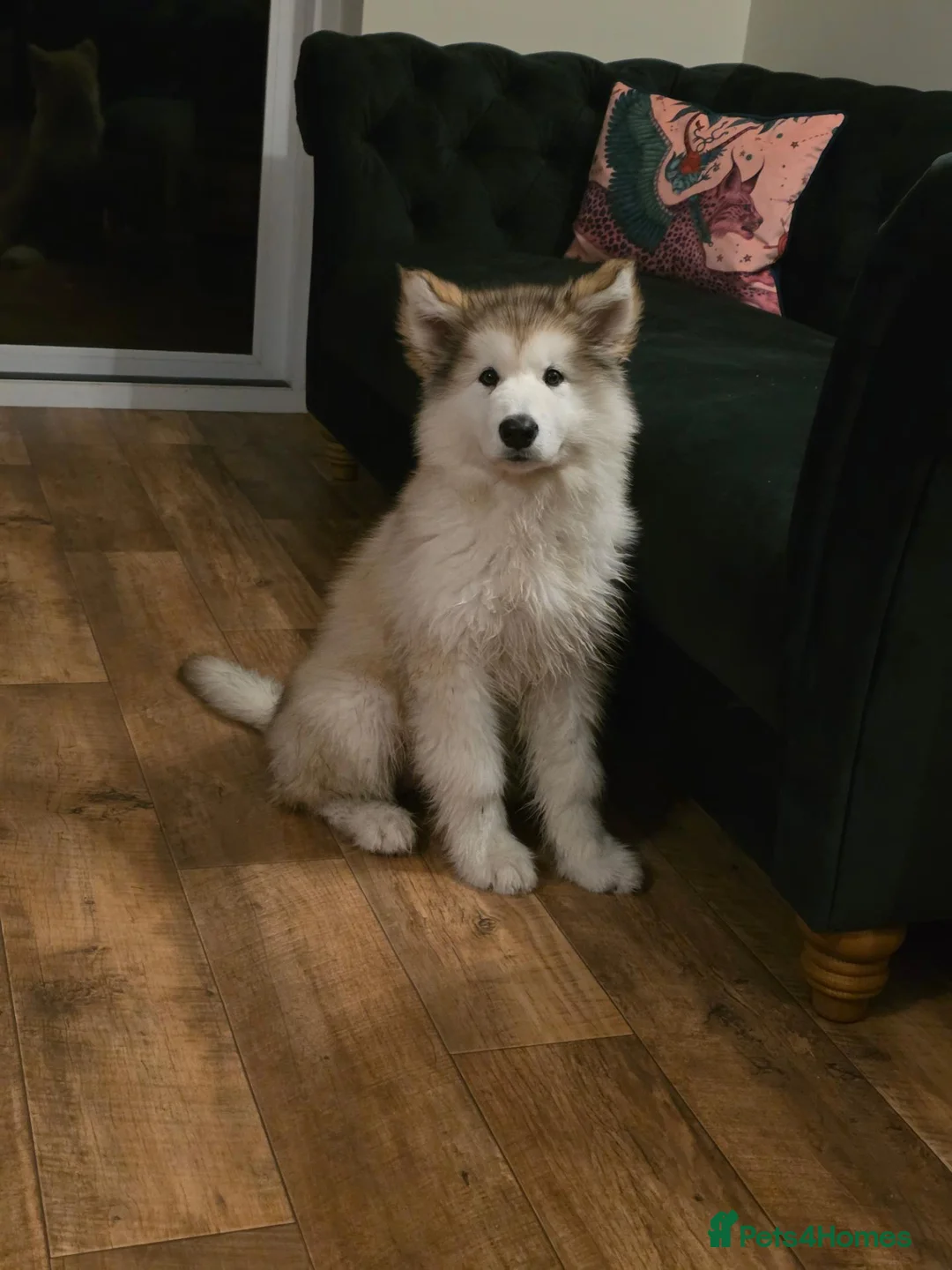 Alaskan Malamute dogs for sale: Pretty Alaskan Malamute  in Salisbury - Advert 1