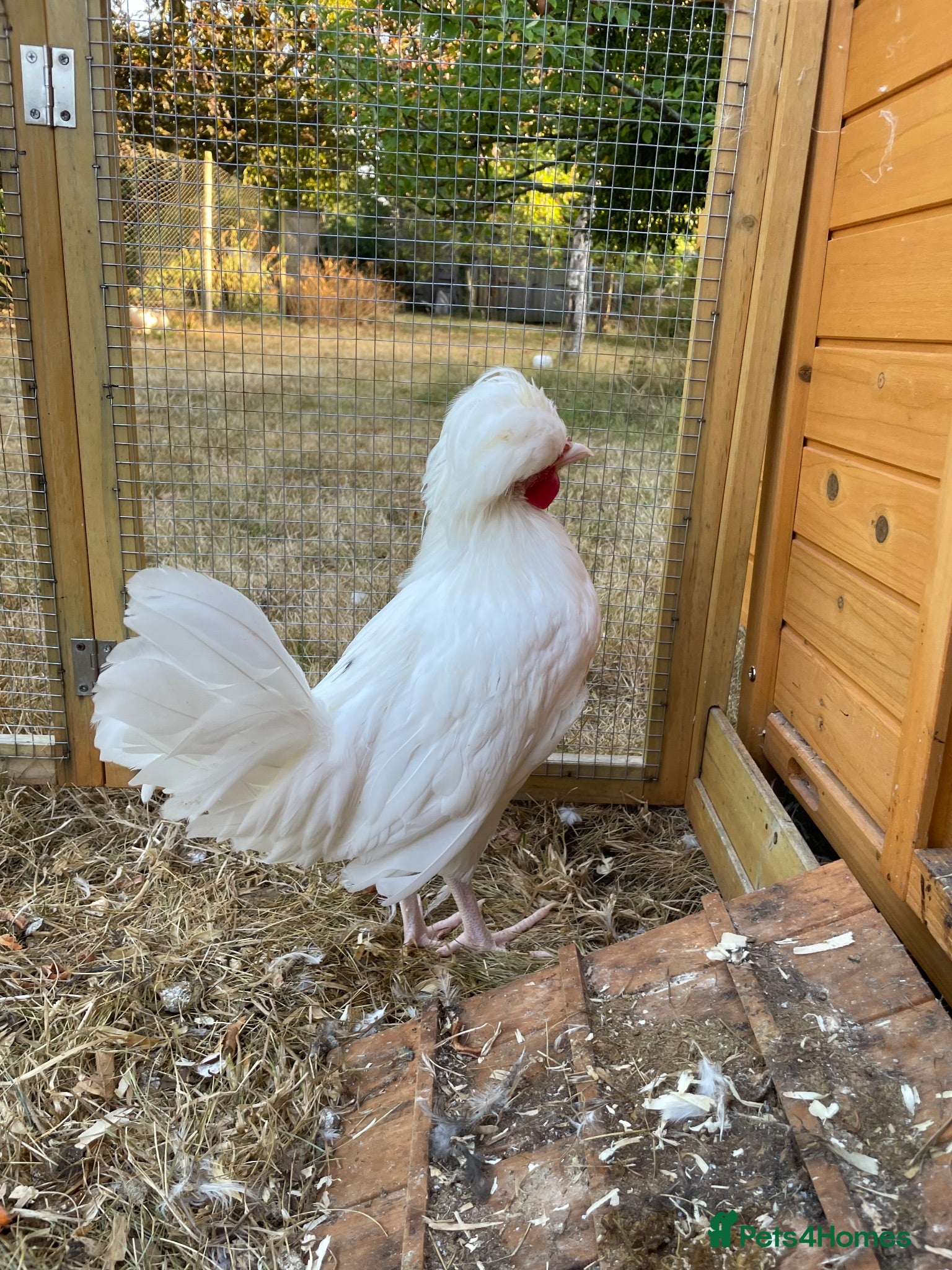 Chickens poultry Polish Bantam Cockerel  - Advert 1