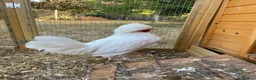 Chickens poultry for sale: Polish Bantam Cockerel  - Advert 1