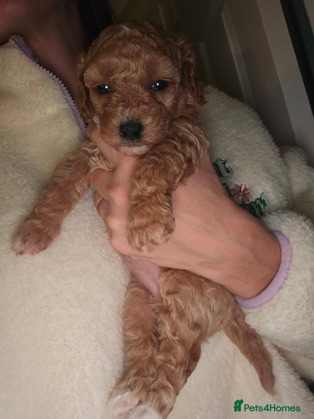 Poochon dogs for sale: Poochon pups ready 11.1.26 - Advert 3