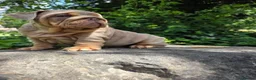 English Bulldog dogs for sale: Mr Muscles litter English Bulldogs - Advert 16
