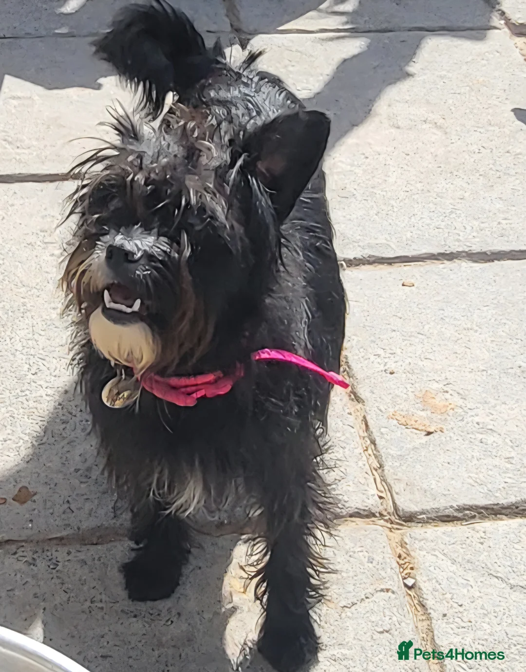 Mixed Breed dogs for adoption: TAMI 🐾🐾 - Advert 2