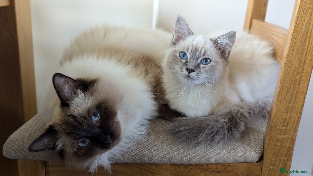 Ragdoll cats for sale: Beautiful blue lynx girlie.  - Image 6