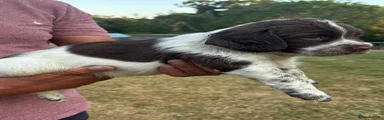 English Springer Spaniel 3