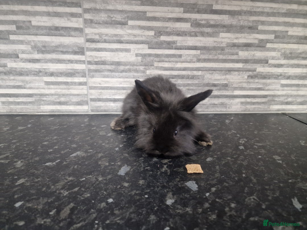 Mini Lion Lop rabbits for sale: Lion lops - Advert 12