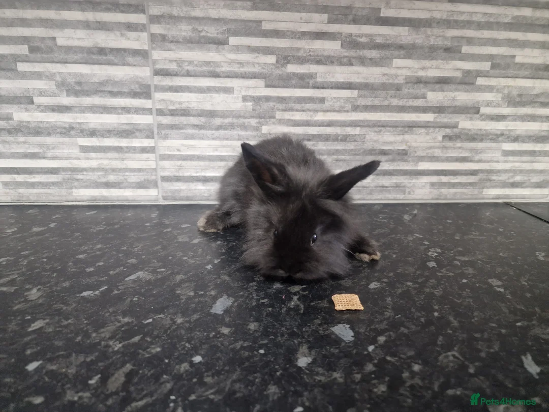 Mini Lion Lop rabbits for sale: Lion lops - Advert 2