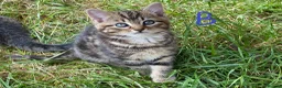 European cats for sale: 3 kittens for sale - Advert 20