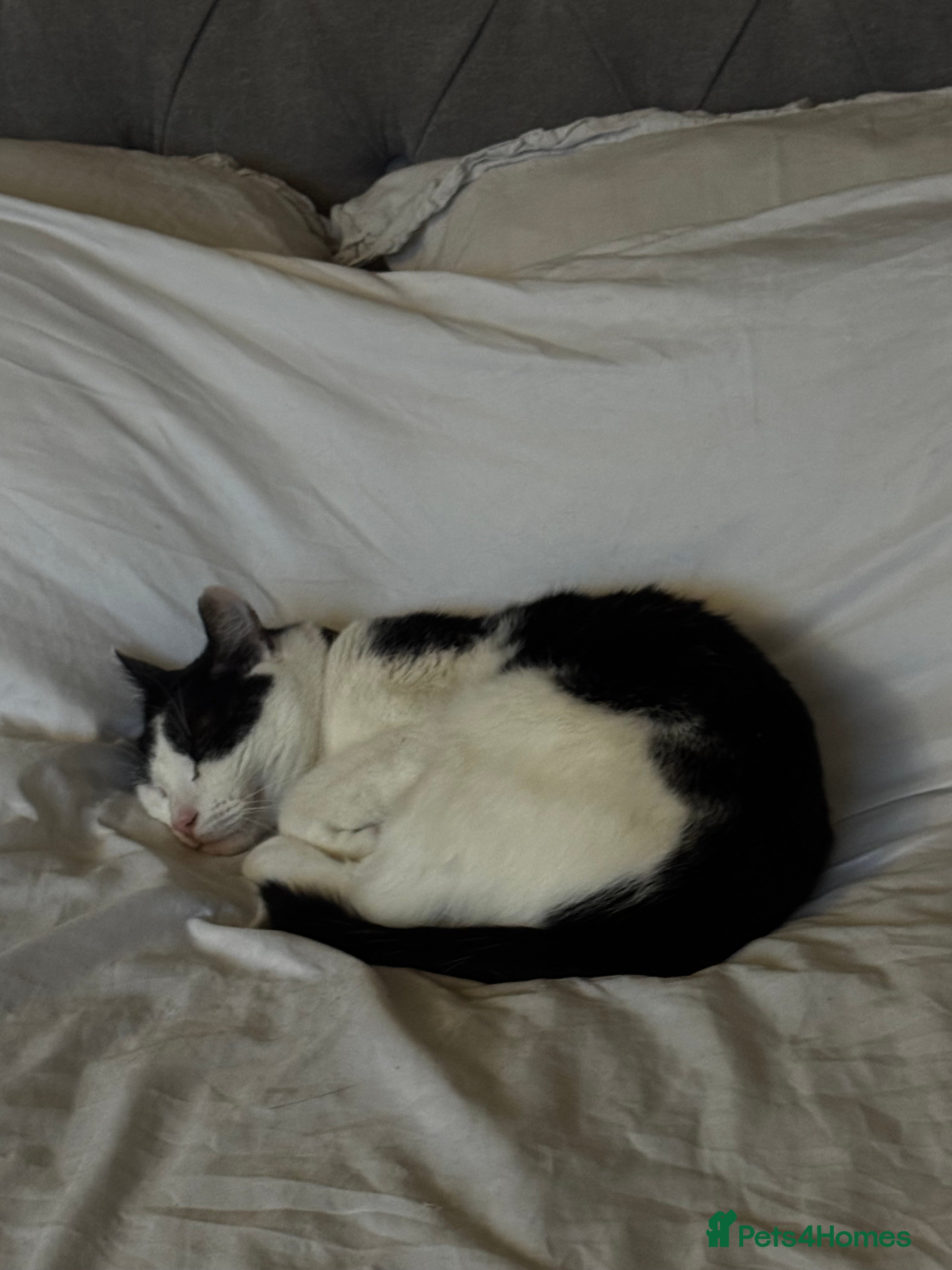 Mixed Breed cats Eclipse - Advert 2