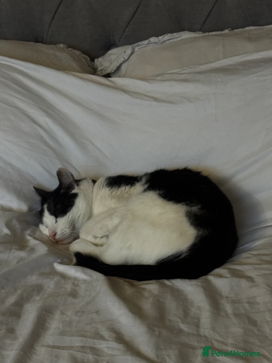 Mixed Breed cats for sale: Eclipse - Advert 1