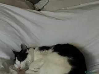 Mixed Breed cats Eclipse - Advert 2