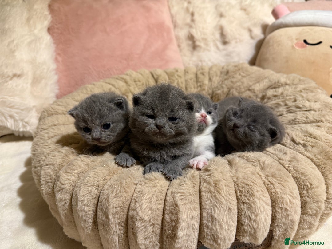 British Shorthair cats for sale: Pure British Shorthair kittens Champion line🥇😻🏆 - Advert 4