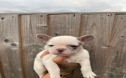 French Bulldog dogs for sale: Beautiful French bulldogs  - Image 11
