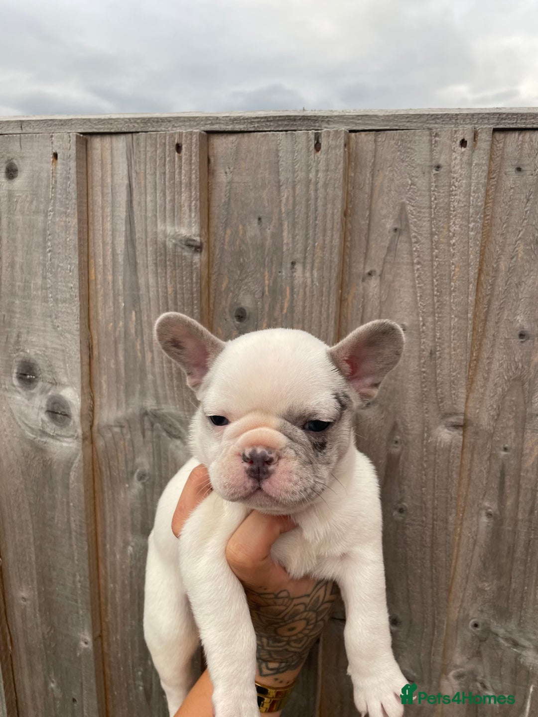 French Bulldog dogs for sale: Beautiful French bulldogs  - Image 11