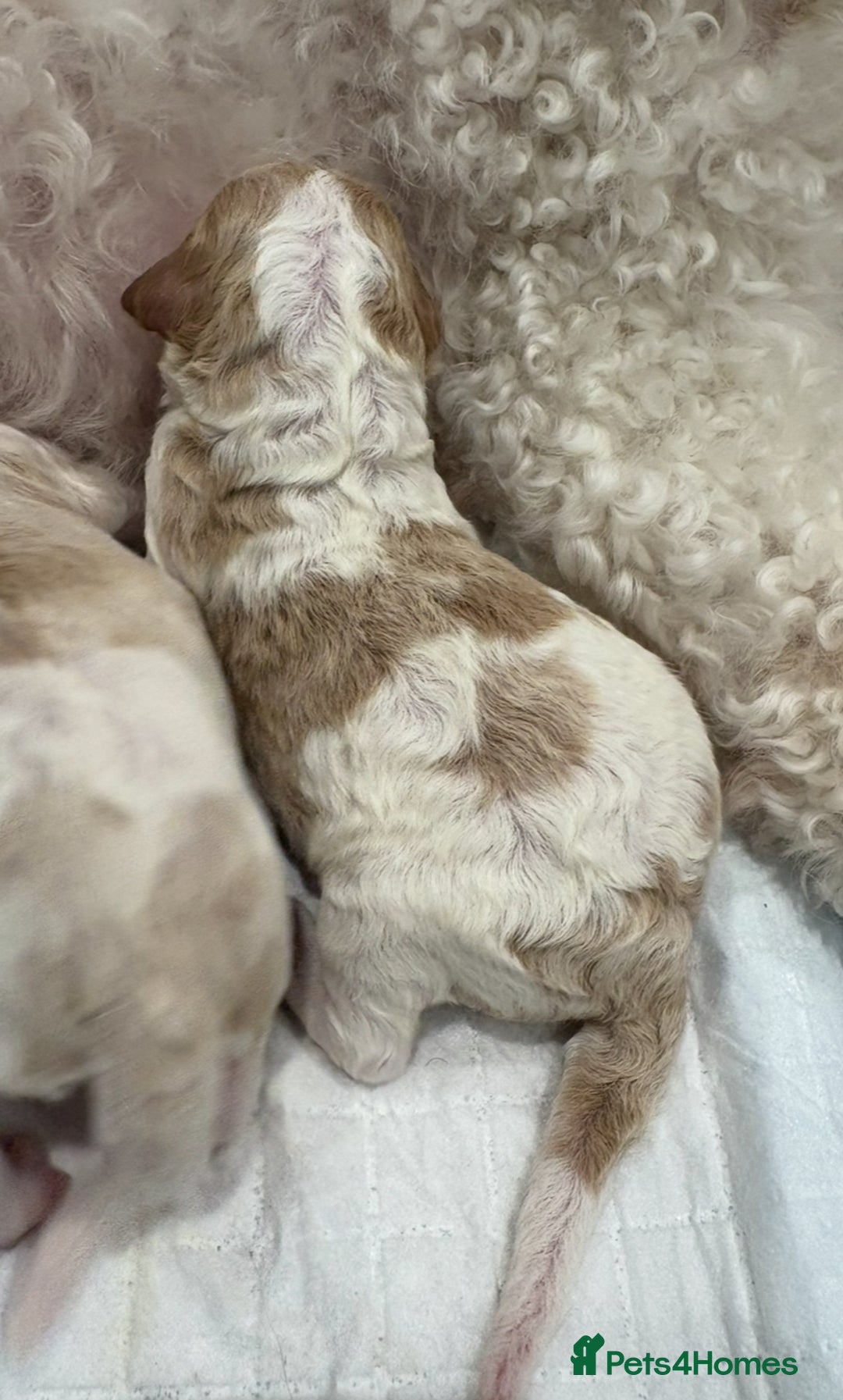 Double Doodle dogs for sale: Parti Double Doodles 🐾  - Image 6