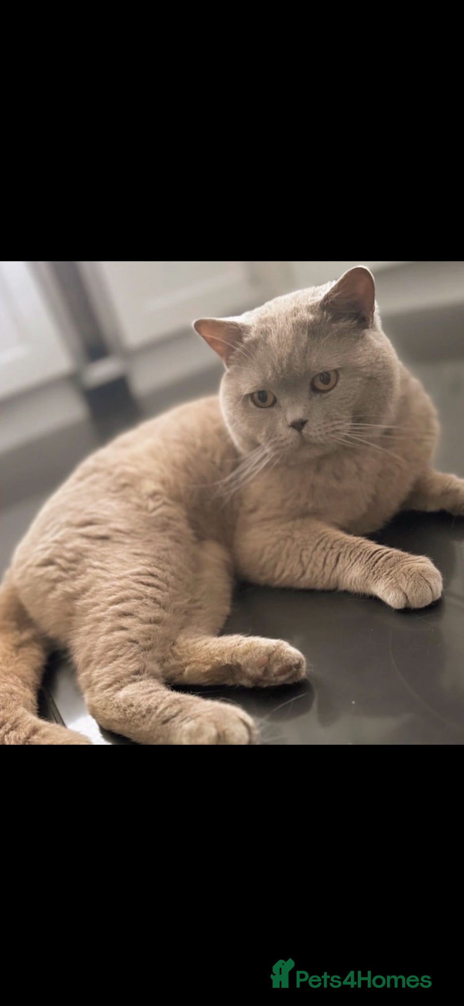 British Shorthair cats Beautiful pedigree British Short Hair kittens  - Advert 12