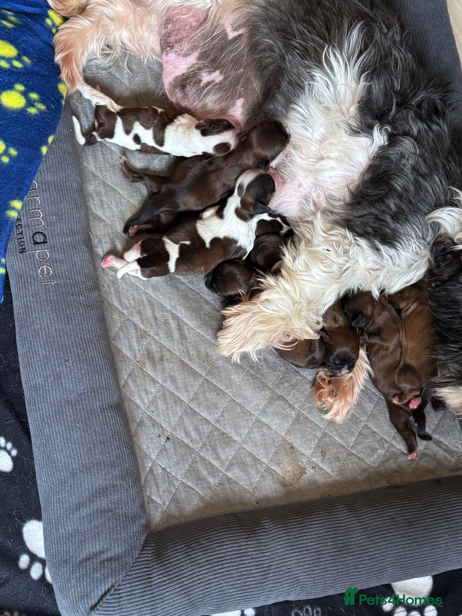 Cava Tzu dogs for sale: Gorgeous F1 Cava tzu puppies  - Advert 3