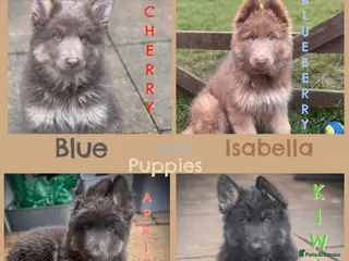 German Shepherd dogs ISABELLA & BLUE GSD PUPPIES *STUNNING* - Advert 15