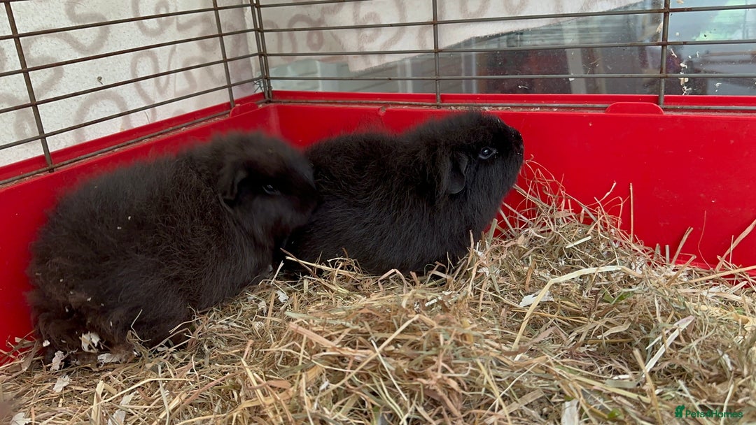 Guinea Pig rodents for sale: Handsome Swiss boars  - Image 2