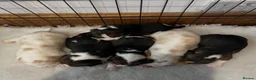 Beagle dogs for sale: Champion Bred Puppies (KC reg) - Advert 9