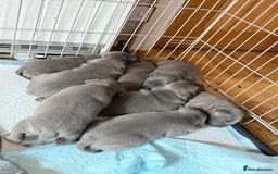 Staffordshire Bull Terrier dogs for sale: Adorable Blue Staffordshire Bull Terrier Puppies - Image 3