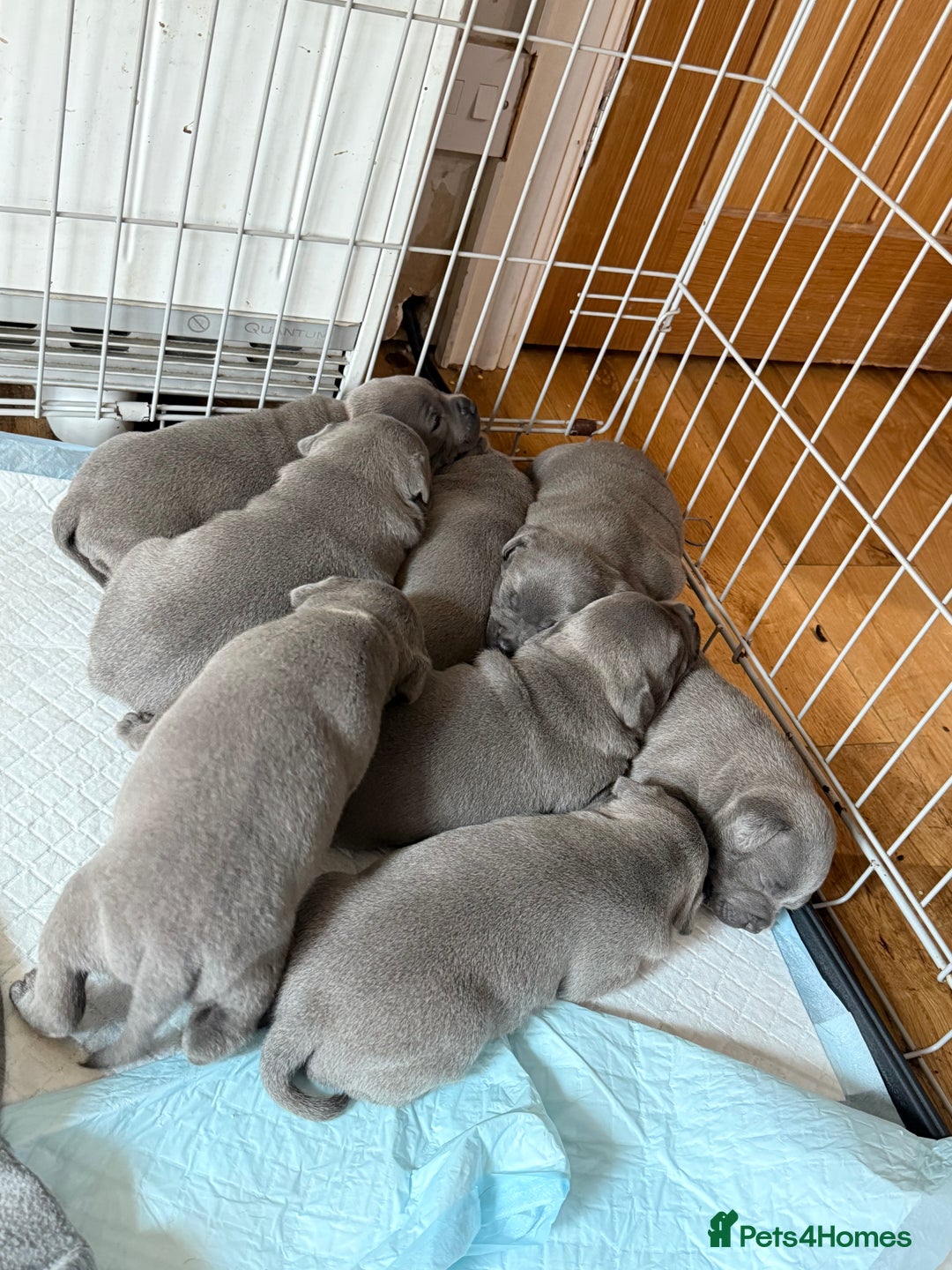 Staffordshire Bull Terrier dogs for sale: Adorable Blue Staffordshire Bull Terrier Puppies - Image 3