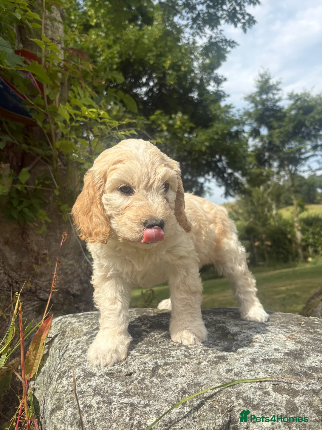 Cockapoo dogs for sale: Gorgeous F1 Cockapoo  - Advert 19