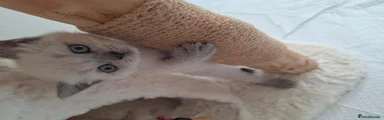 British Shorthair 1