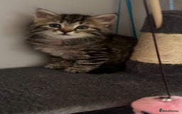 Mixed Breed cats for sale: Maine coon x Persian  - Image 21