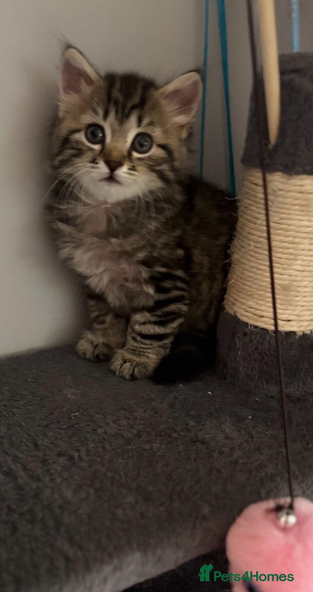 Mixed Breed cats for sale: Maine coon x Persian  - Image 21