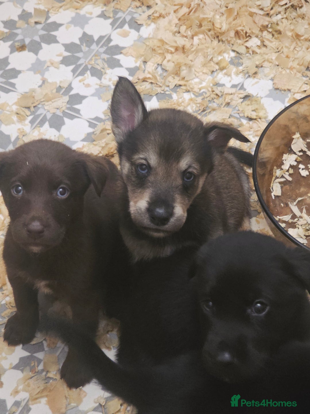 Mixed Breed dogs for sale: STUNNING RED FOX LABRADOR X SPECIAL SIBERIAN HUSKY - Advert 13