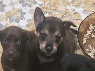 Mixed Breed dogs STUNNING RED FOX LABRADOR X SPECIAL SIBERIAN HUSKY - Advert 15