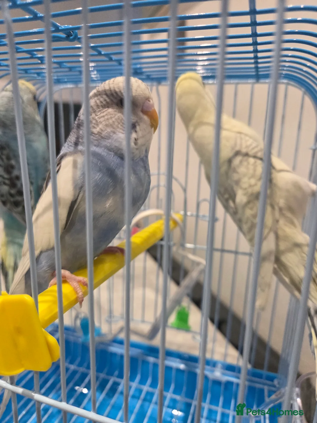 Budgerigars birds for sale:  budgies for sale - Advert 5