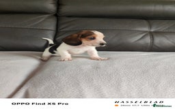 Basset Hound dogs for sale: Bassett Hound Puppies for Sale - Image 18