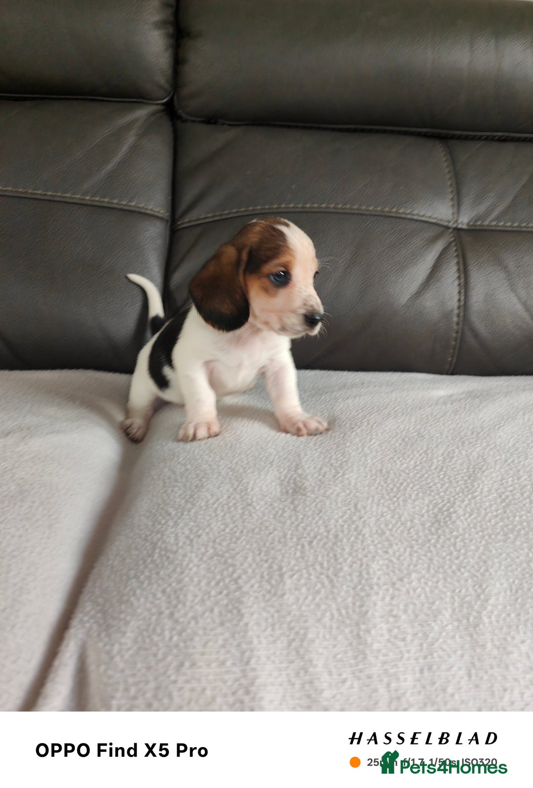 Basset Hound dogs for sale: Bassett Hound Puppies for Sale - Image 18
