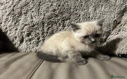Persian cats for sale: Persian Cross Kittens ready to leave today  - Image 7