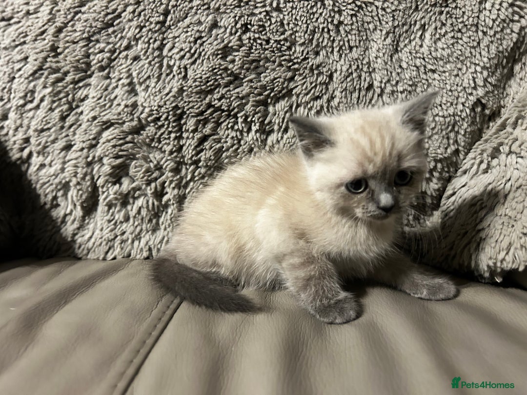 Persian cats for sale: Persian Cross Kittens ready to leave today  - Image 7