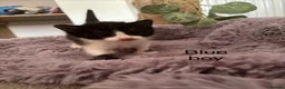 Mixed Breed cats for sale: Fluffy black and white kittens  - Advert 6