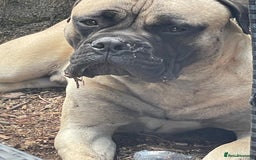 Bullmastiff dogs for stud: Lenny is up for stud  - Image 3