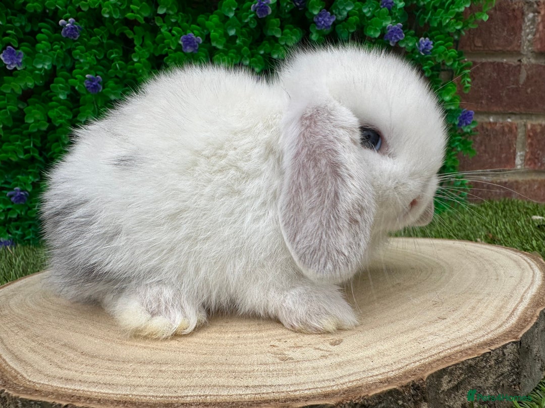 Mini Lop rabbits for sale: Stunning mini lops - Image 23