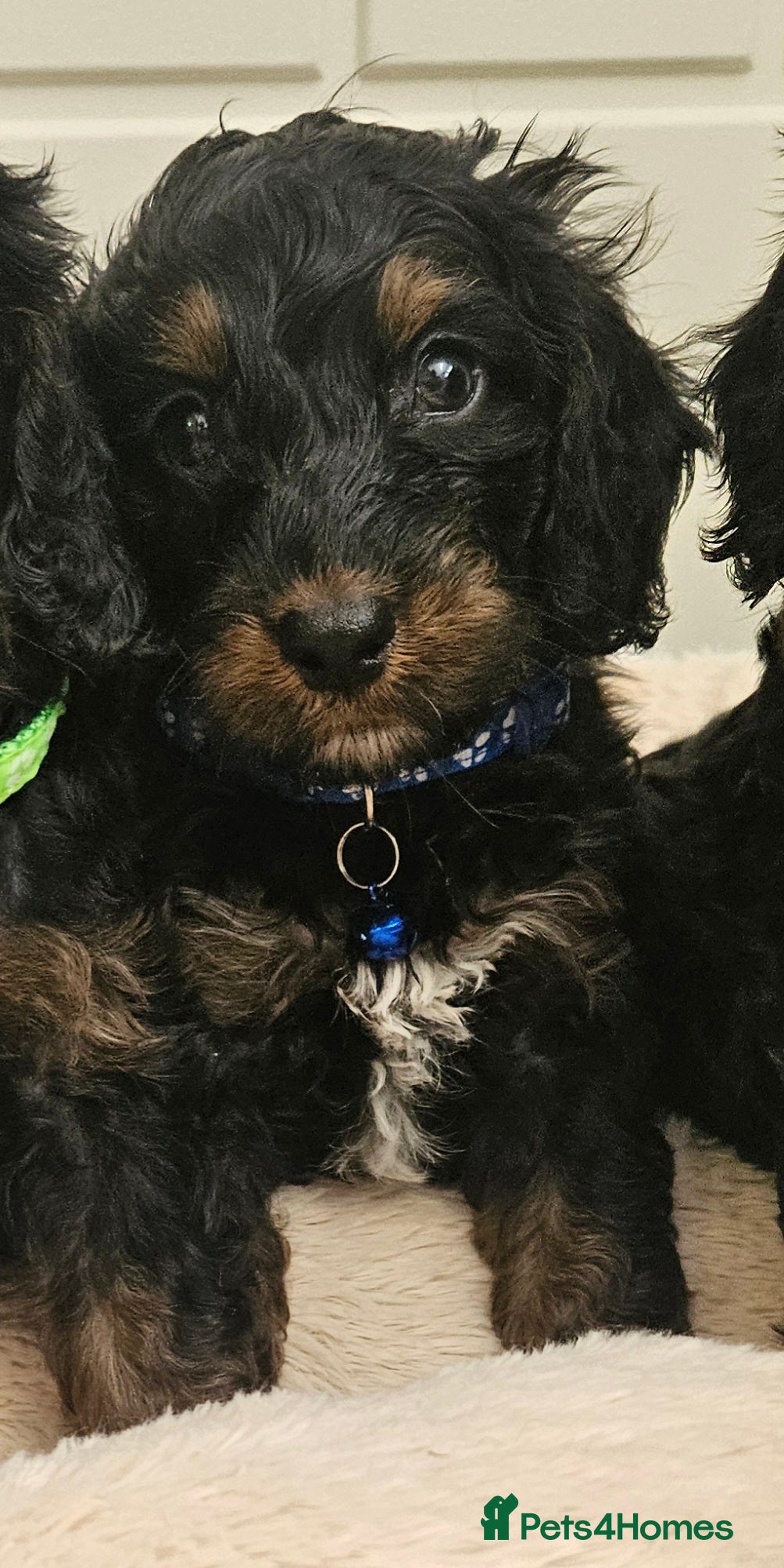 Cockapoo dogs Ready next week!Licensed insured breeder! Boys!! - Advert 2