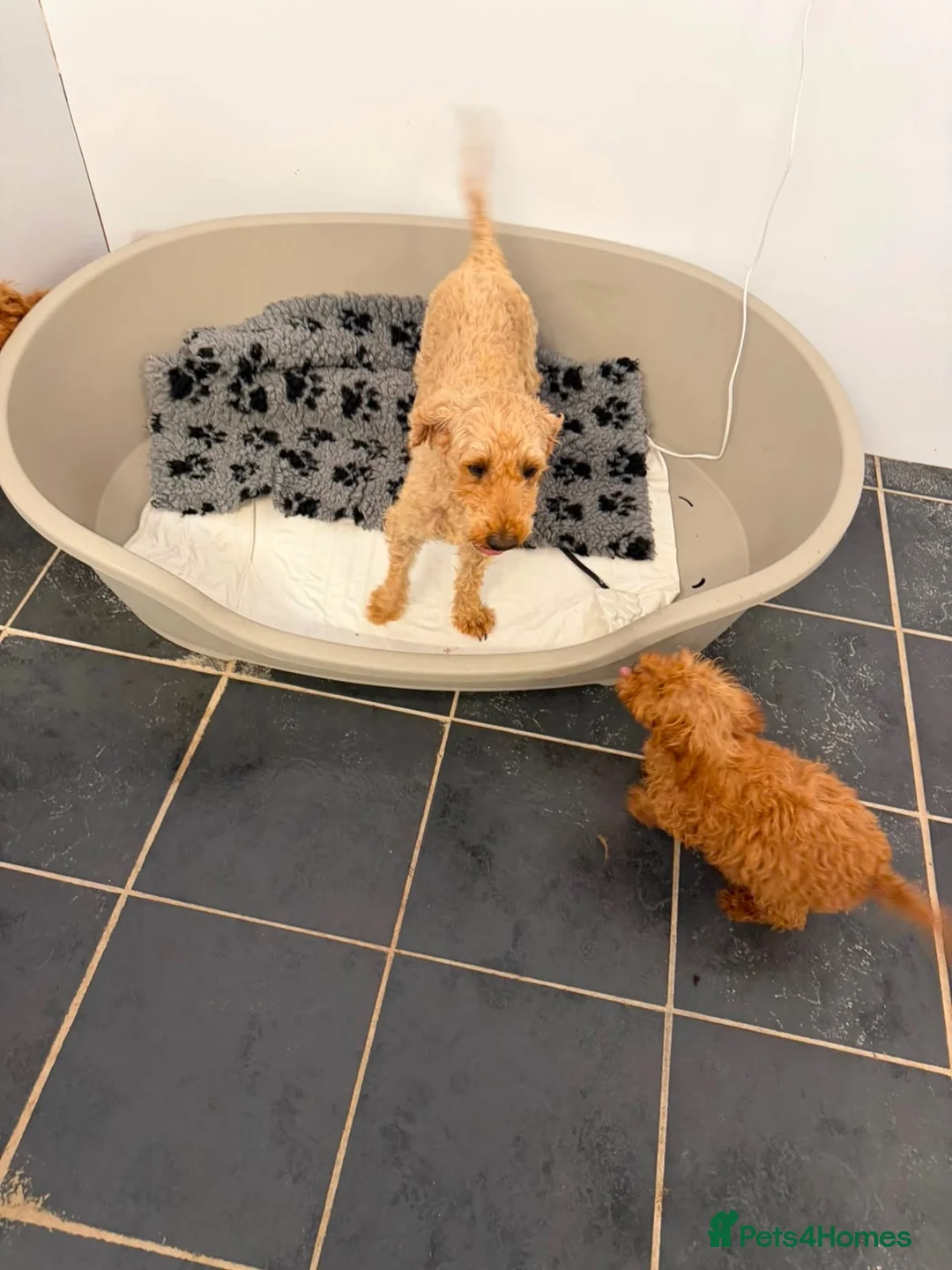 Mini Goldendoodle dogs for sale: F1b red miniature Labradoodles - Advert 11