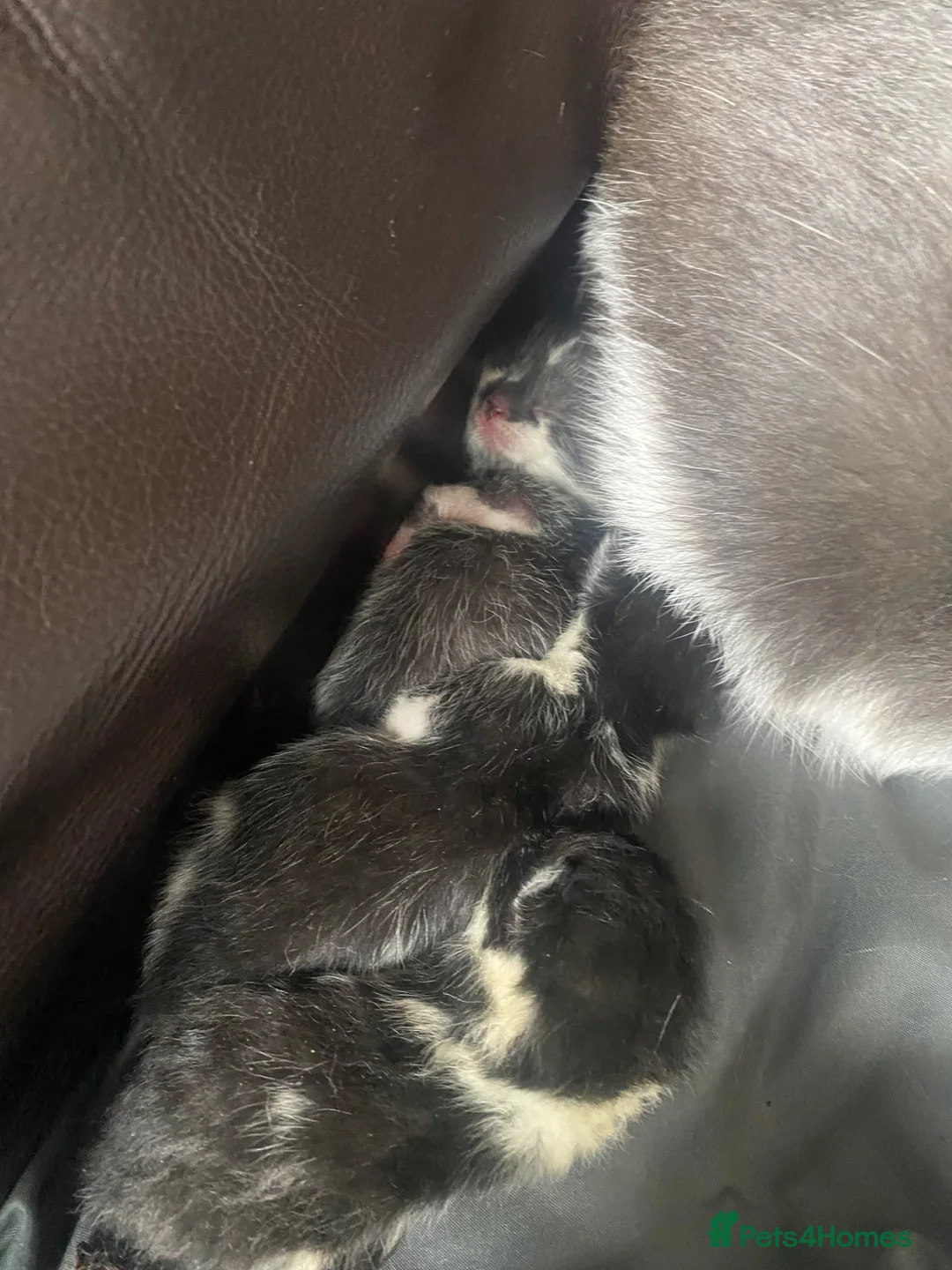 Mixed Breed cats for sale: 2 boys 1 little girl black and white kittens  in Leicester - Advert 6
