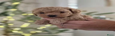 Bruno 