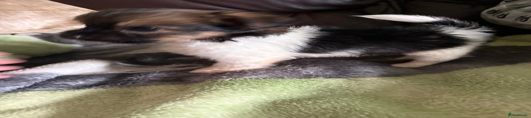 Jack Russell Puppy 2