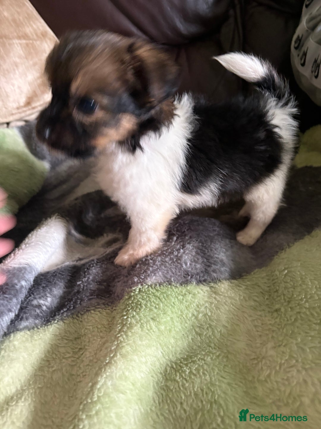 Jack Russell dogs for sale: Jack Russell puppies  - Image 6