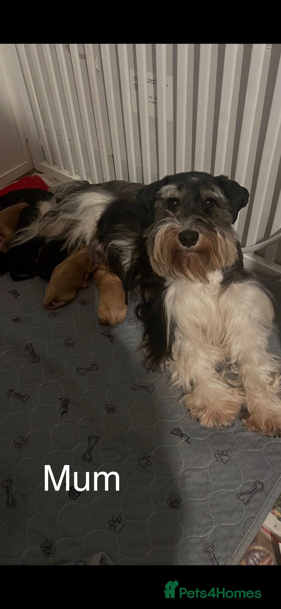 Schnoodle dogs Gorgeous American Toy Schnoodle Puppies For Sale - Advert 2