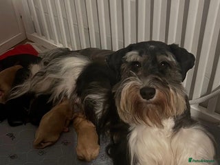 Schnoodle dogs Gorgeous American Toy Schnoodle Puppies For Sale - Advert 1