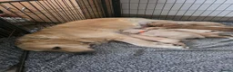 Golden Retriever dogs for sale: 🐶 Beautiful golden retriever puppies 🐶  - Advert 14