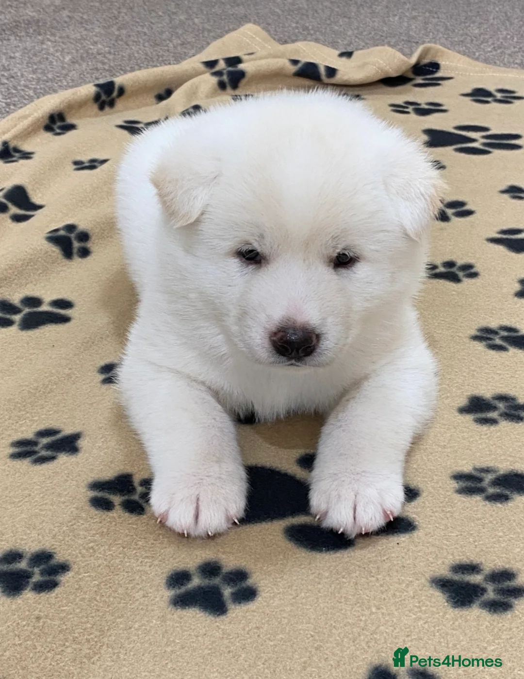 Japanese Akita Inu dogs for sale: Beautiful Japanese Akita Puppies 3 Stunning girls - Advert 2