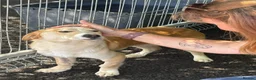 Mixed Breed dogs for adoption: Boba - Dereham Norfolk  in Dereham - Advert 3